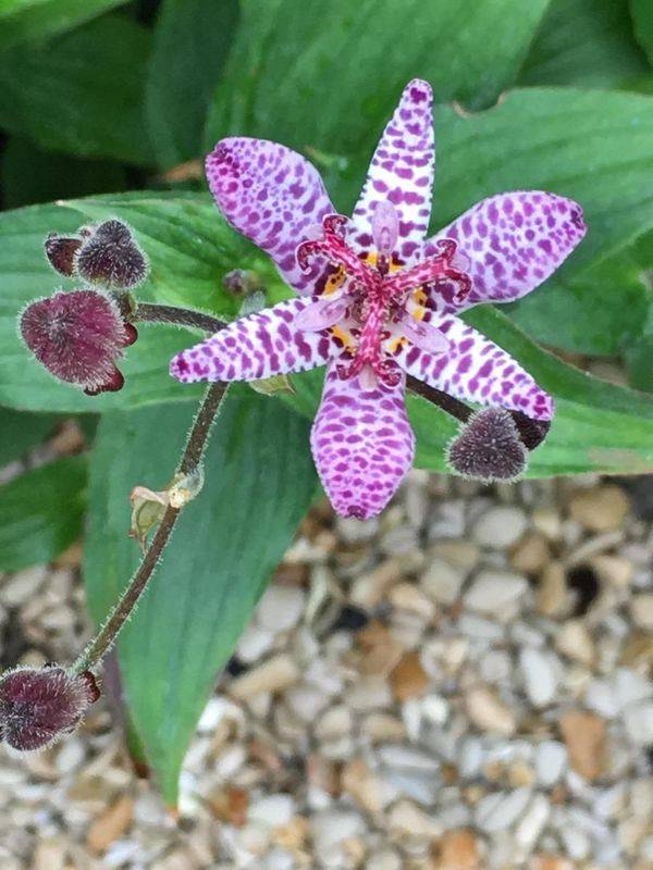 tricyrtis